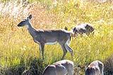 Whitetail Deer Padre Island NP 2022